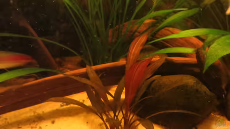 Echinodorus Hildebrandt von Jan S. (29)