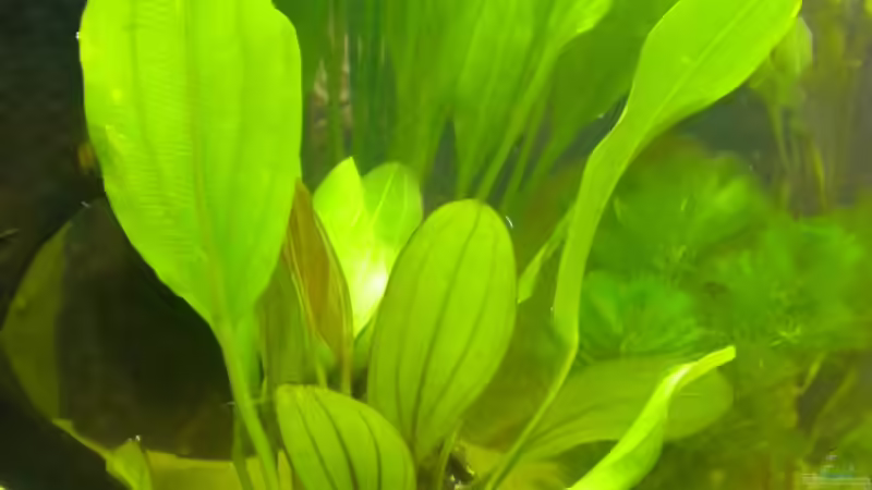 Echinodorus horemanii Rot von Marci (12)