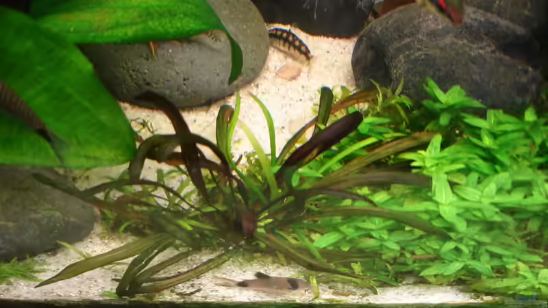 Echinodorus Horemannii rot ?  von Grünhexe (119)