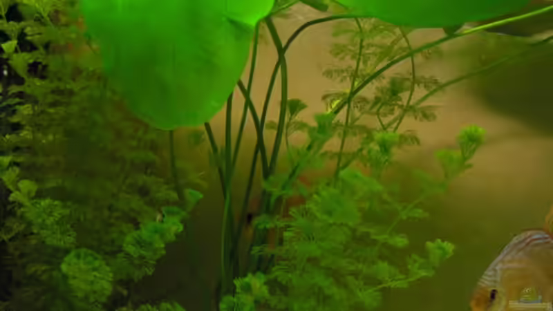 Echinodorus horizontales von PirnaerAquarianer (2)