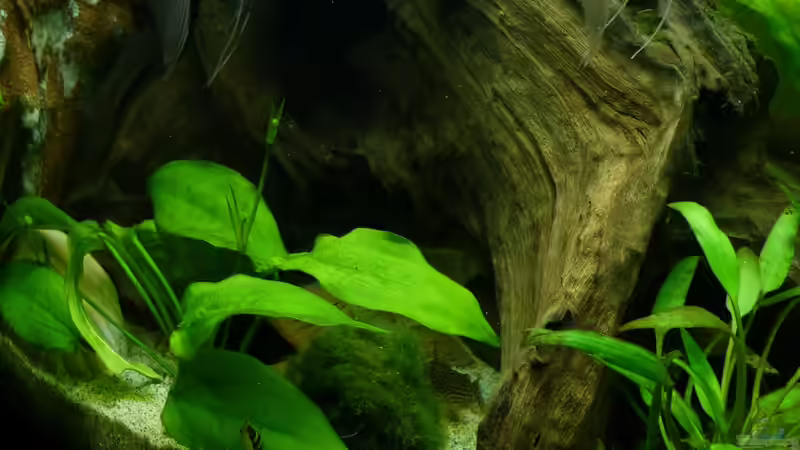 Echinodorus horizontalis im Aquarium pflegen (Einrichtungsbeispiele für Horizontale Schwertpflanze)