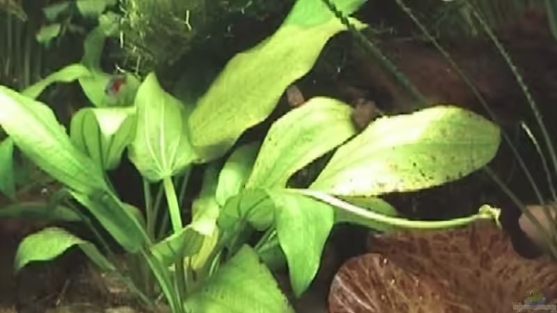 Echinodorus horizontalis mit Ansatz zur Blütenbildung von rasrol (5)