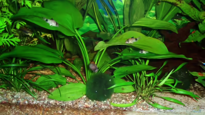 Echinodorus horizontalis im Aquarium pflegen (Einrichtungsbeispiele für Horizontale Schwertpflanze)