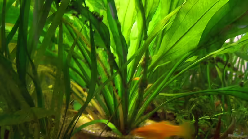 Echinodorus im Blumentopf  von Solaris (5)