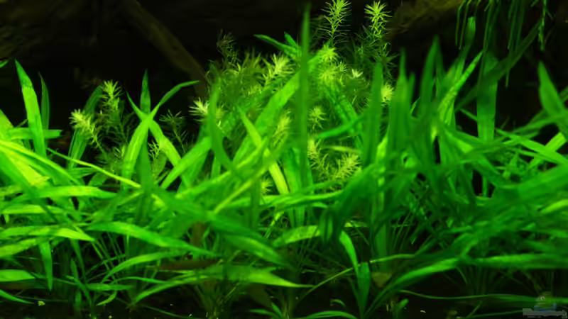 Echinodorus im gesamten Vordergrund, dahinter Mooskraut von Danne86 (3)