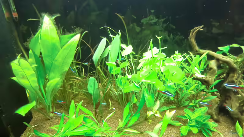 Echinodorus in unterschiedlichen Varianten von Anna S. B. (7)