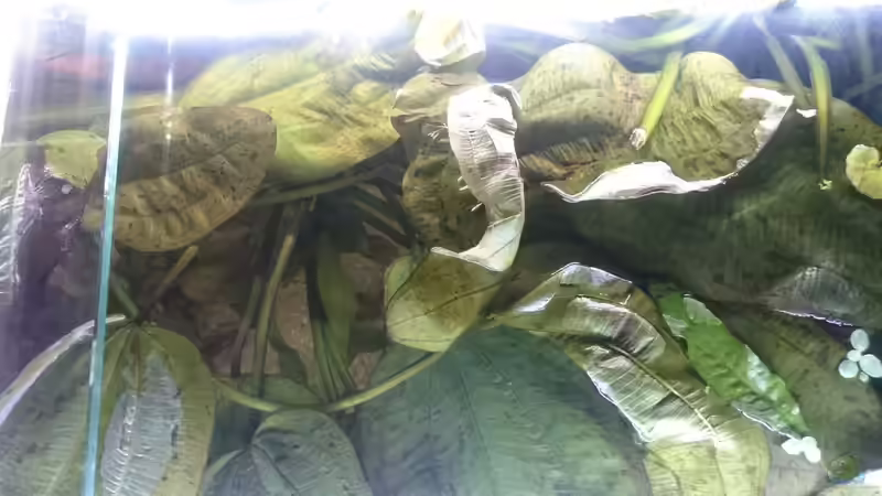 Echinodorus Jaguar von oben von GonZo (15)