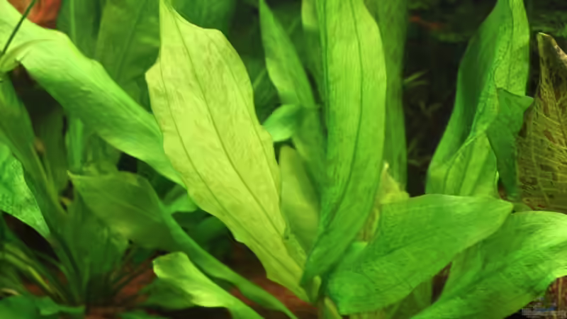 Echinodorus Jaguar von urml87 (16)