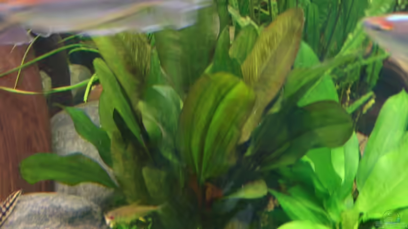 Echinodorus kleiner Bär, bin mir aber nicht sicher, da geschenkt bekommen von Grünhexe (117)