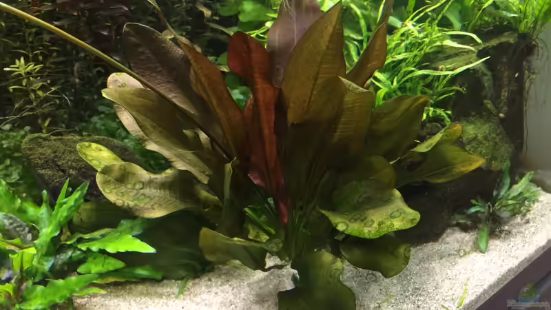 Echinodorus Kleiner Bär  von Sascha H. (8)