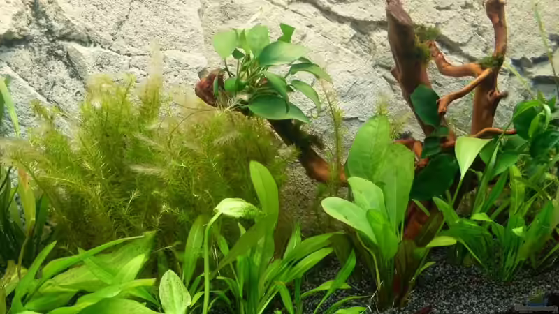 Echinodorus ´Kleiner Bär´ von K@i (6)