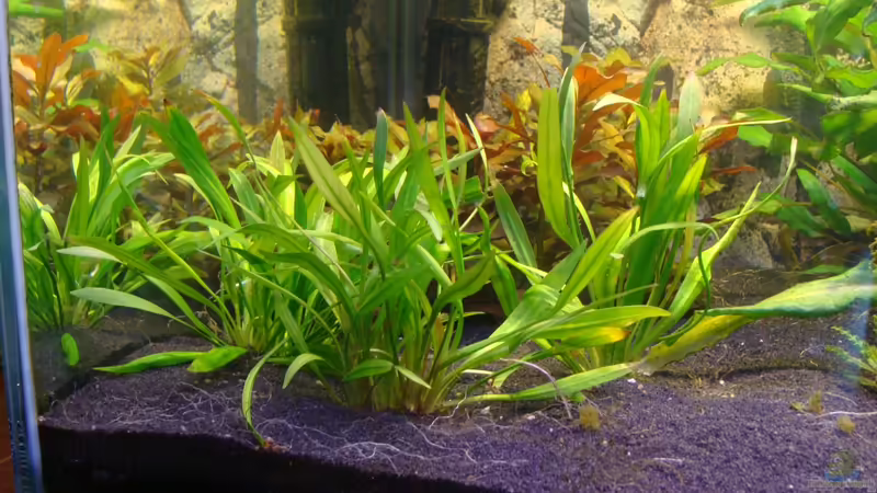 Echinodorus latifolius Foto vom: 10.03.13 von Christian Heitmann (8)