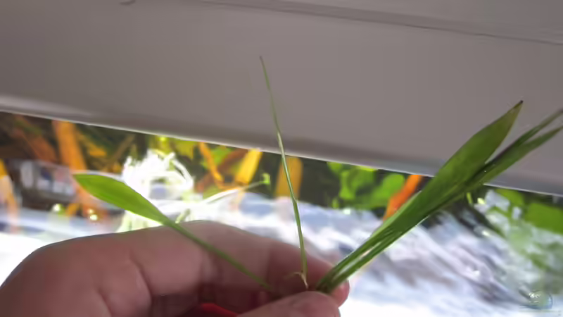 Echinodorus latifolius im Aquarium pflegen (Einrichtungsbeispiele für Mittlere Schwertpflanze)