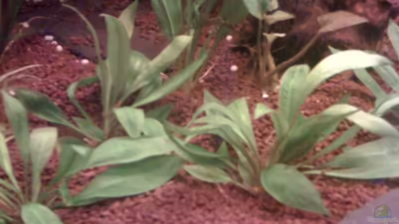 echinodorus magdalenensa von Jürgen Müller (8)