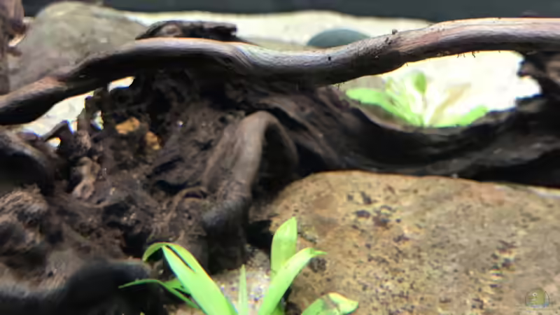 Echinodorus magdalenensis von BlueWave (11)