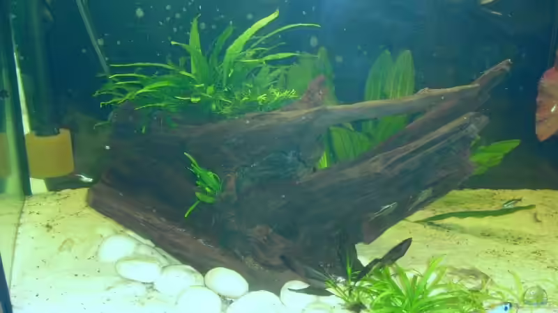 echinodorus magdalensis, Java Farn und ein bischen brasilianischer Waserfarn von nemo0109 (12)