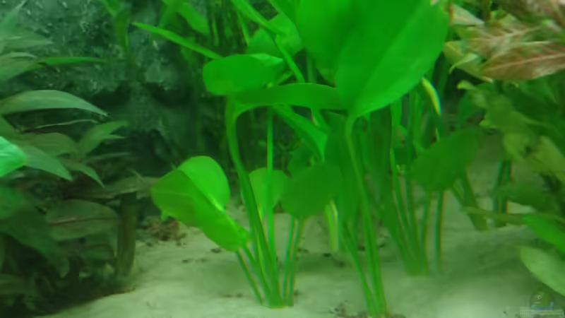 Echinodorus major im Aquarium pflegen (Einrichtungsbeispiele für Leopoldina-Schwertpflanze)