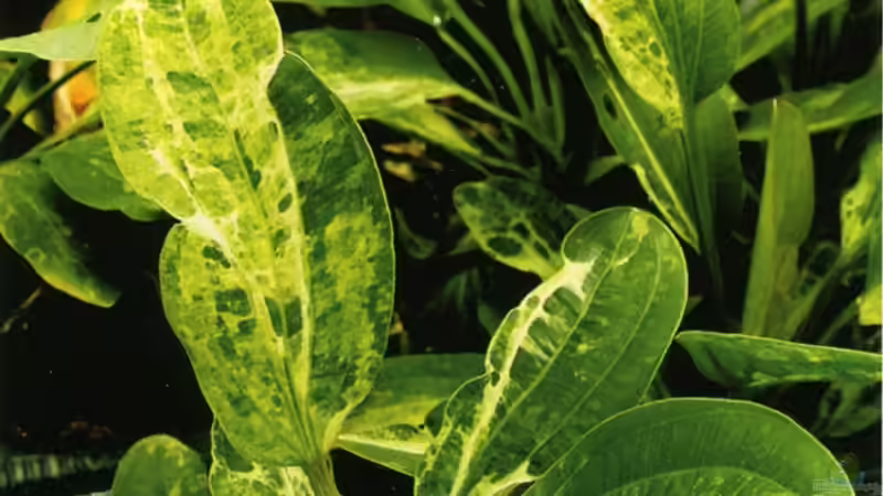 Echinodorus Marble Queen von Beat Affolter (11)