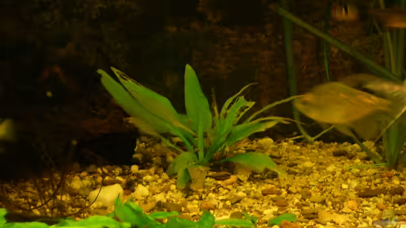 Echinodorus Marble Queen von Wasserwelt (19)