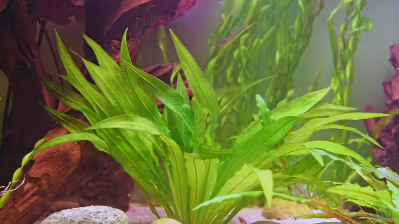 Echinodorus martii von Heiko Oettert (4)