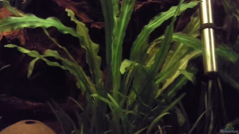 Echinodorus martii im Aquarium pflegen (Einrichtungsbeispiele für Gewelltblättrige Schwertpflanze)