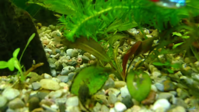 Echinodorus midi Fleur von Franz Wüest (11)