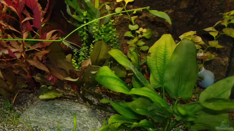 Echinodorus muricatus von Daniel Monney (6)