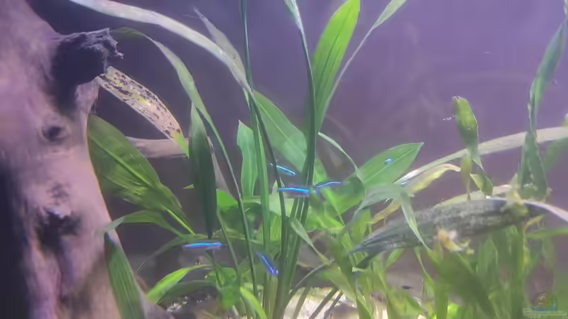 Echinodorus nigra von Max Wolf (3)