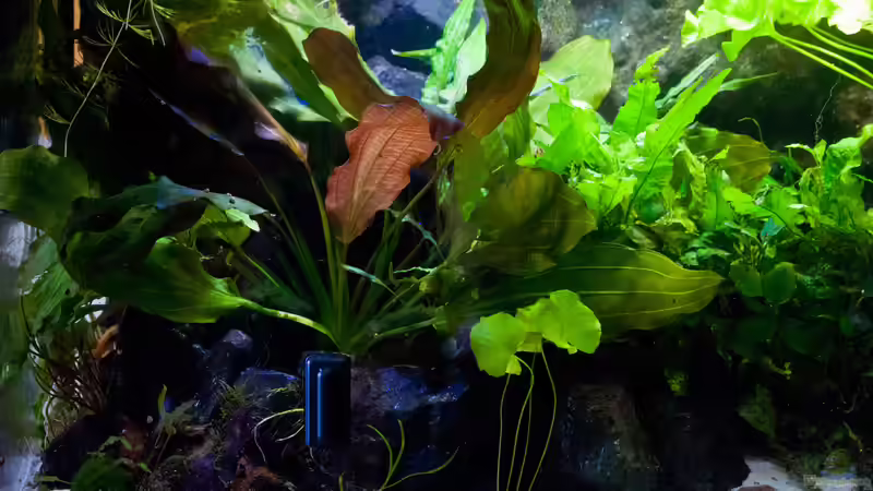 Echinodorus nimmt das halbe Becken ein. Schönes Versteck für die Trichogaster von Melusine Vom Musenhain (4)