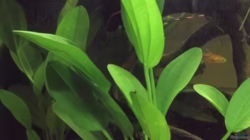 Echinodorus ´Nr.2 Dschungelstar ´kleiner Bär´´ von Patrick Scheffer (11)