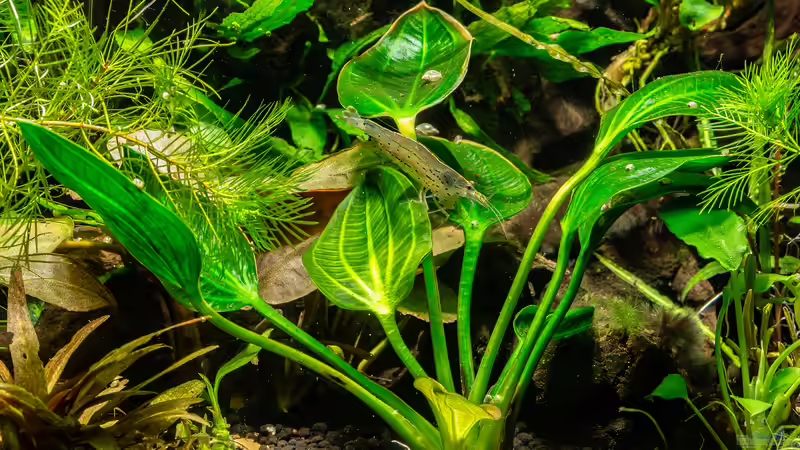 Echinodorus opacus von fischgarage (3)