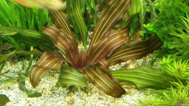 Echinodorus oriental von H.T. (13)