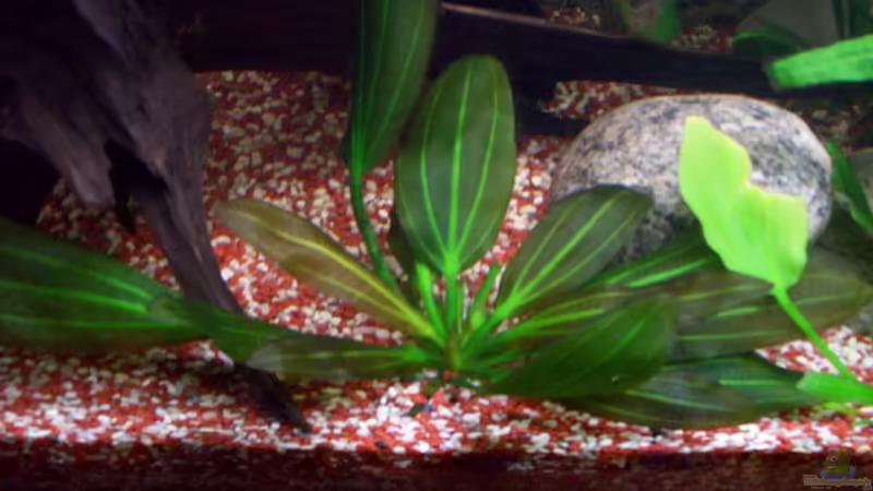 Echinodorus osiris im Aquarium pflegen (Einrichtungsbeispiele für Osiris-Schwertpflanze)