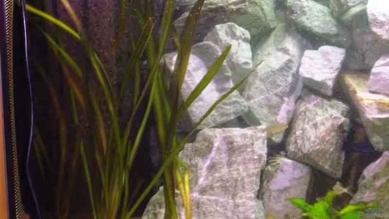 Echinodorus osiris im Aquarium pflegen (Einrichtungsbeispiele für Osiris-Schwertpflanze)