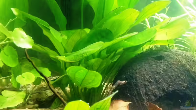 Echinodorus osiris ruba von bocap (17)