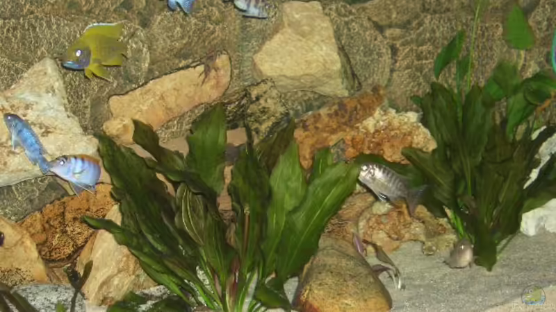 Echinodorus osiris im Aquarium pflegen (Einrichtungsbeispiele für Osiris-Schwertpflanze)