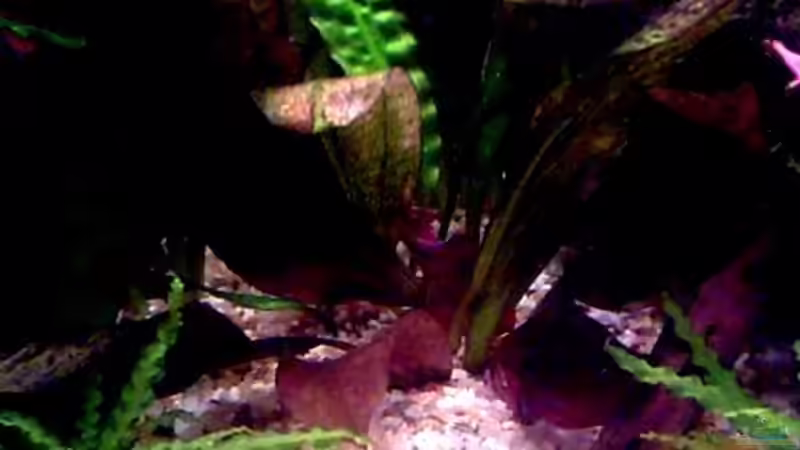 Echinodorus osiris im Aquarium pflegen (Einrichtungsbeispiele für Osiris-Schwertpflanze)