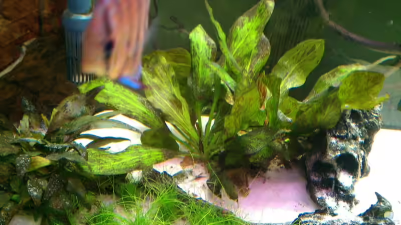 Echinodorus Ozelot - der Froschlöffel von diskuseum (8)