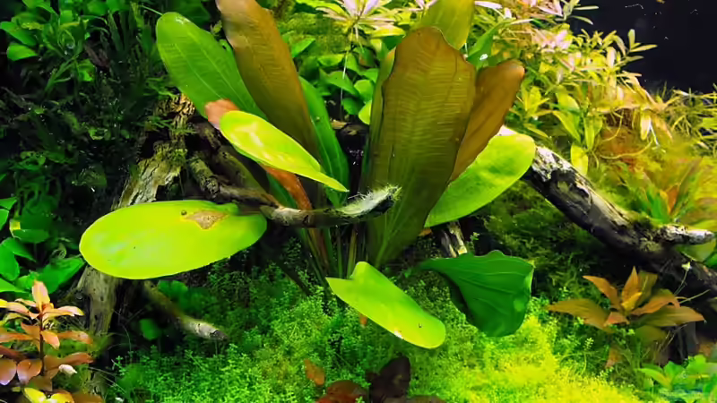 Echinodorus ozelot, davor der Lotus von -serok- (7)