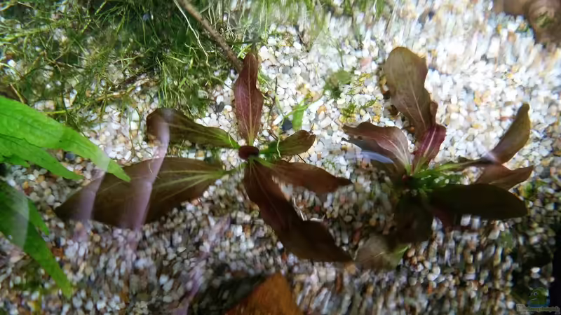 Echinodorus Ozelot  von Gigi (10)