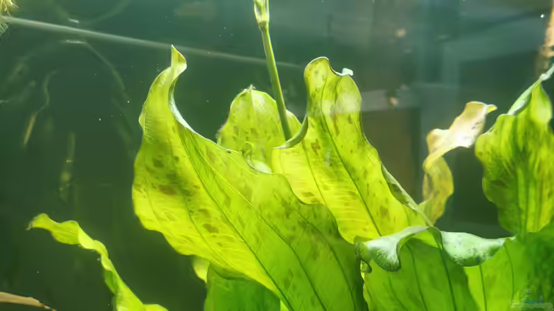 Echinodorus ozelot Blütenknospe von Stevo069 (10)