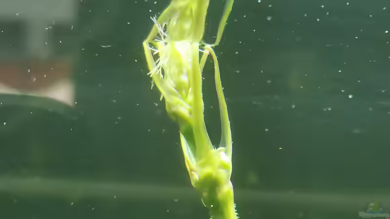 Echinodorus ozelot Blütenknospe von Stevo069 (11)