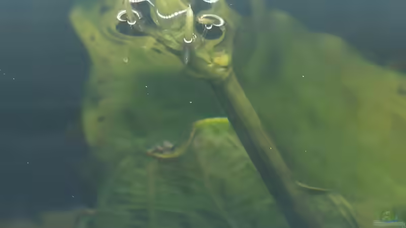 Echinodorus ozelot Blütenknospe von Stevo069 (12)