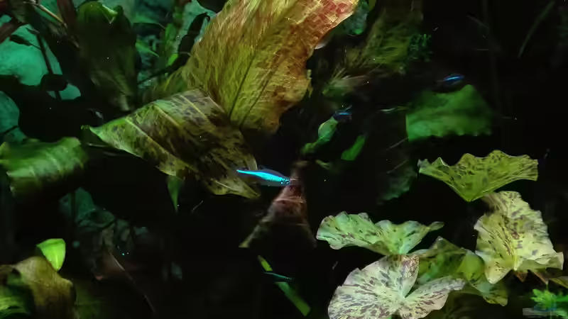 Echinodorus ozelot erreicht 50cm von Lance Hardwood (18)