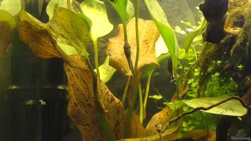 Echinodorus ozelot (Foto vom 14.10.13) von Christian Heitmann (16)