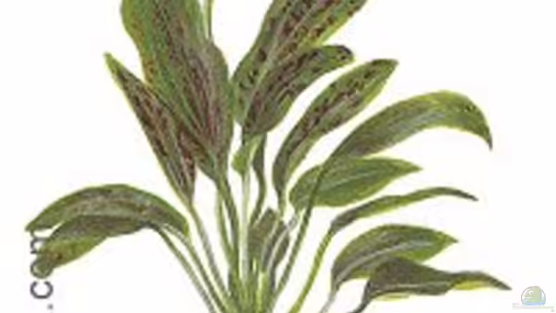 Echinodorus ozelot green von Gerhard Unruh (4)