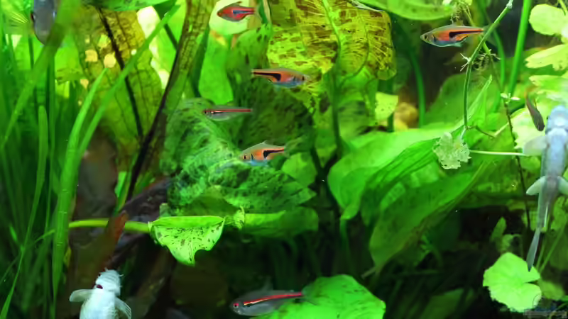 Echinodorus ´Ozelot Green´ von Springer (35)