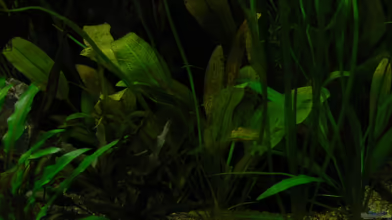 Echinodorus `Ozelot` Green von Zapfenmanderl (25)