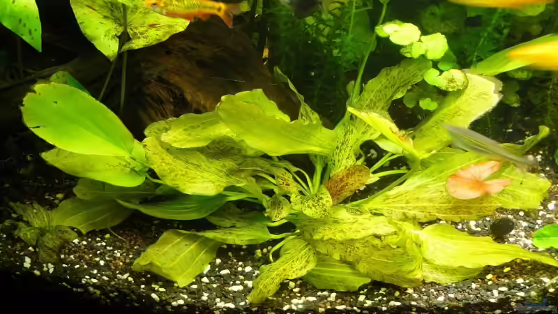 Echinodorus ozelot grün (super schöne Pflanze und einfach zu pflegen) von Danne86 (9)