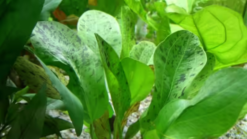 Echinodorus ???Ozelot Grün??? von Alexander Eckel (16)